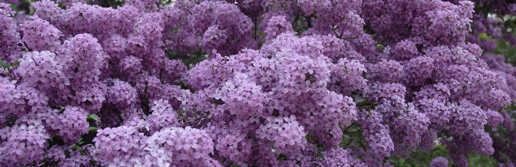 Lilac blossoms 