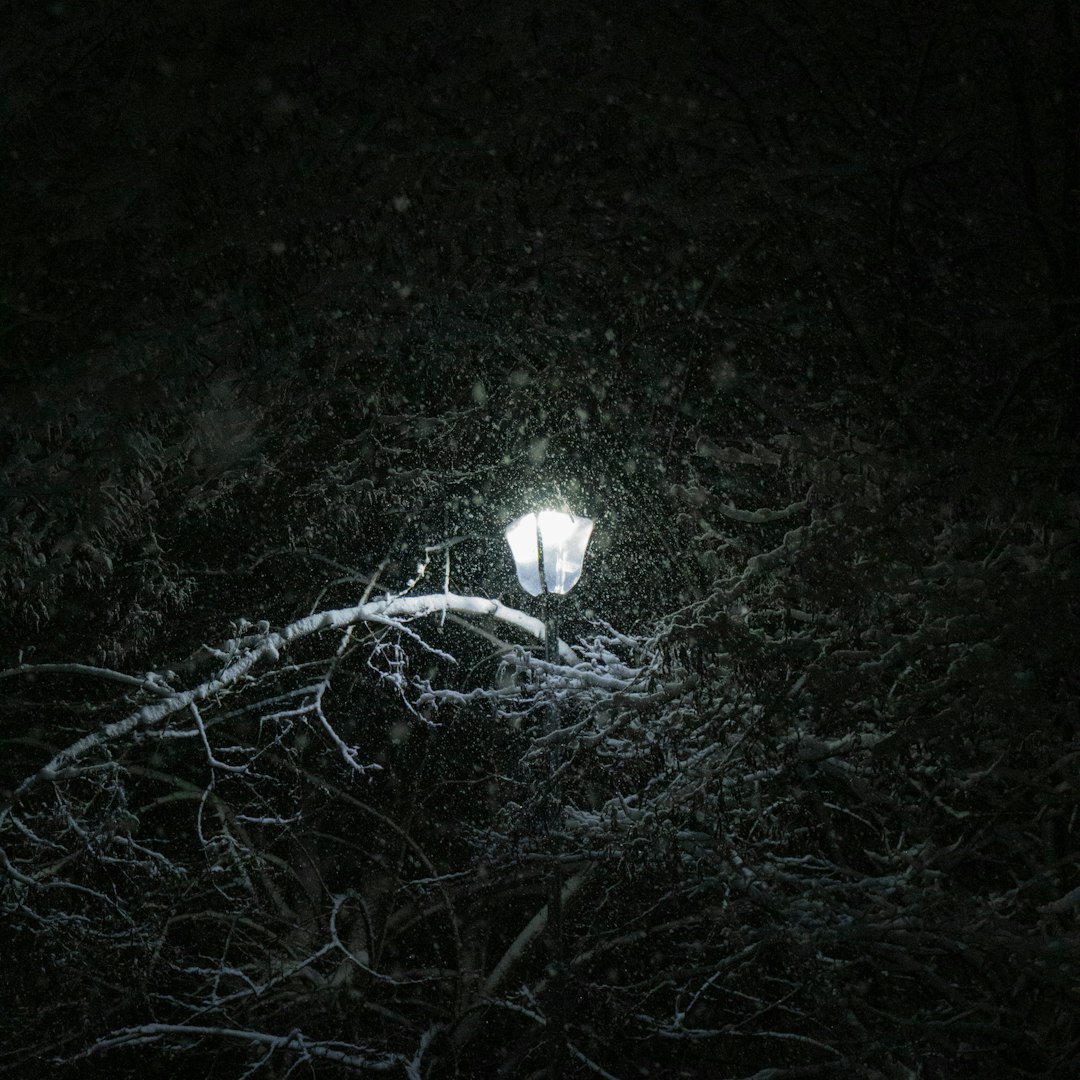 a street light sitting in the middle of a snow covered forest a street light sitting in the middle of a snow covered forest